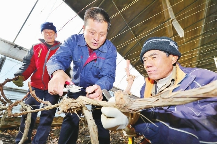 鲍秀岐(中)为农户传授葡萄架修剪知识 沈岳/摄